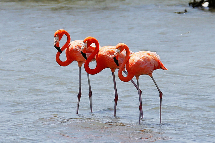 色彩绚丽的红鹤是博奈尔岛上一处吸引游客的胜景博内尔又有红鹤岛之称