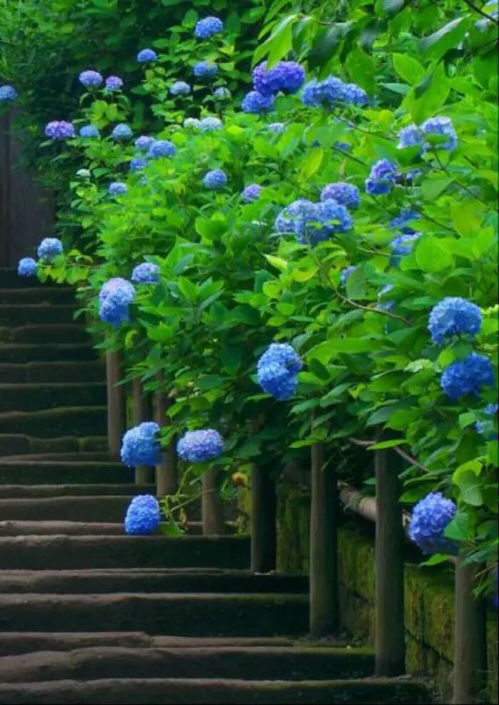 风景 街景 旅行 美景 鲜花 清新 摄影 田园 绿色 自然 淡雅 风景名胜 壁纸 素材 锁屏 屏保 高清 无水印✧⁺⸜(●˙▾˙●)⸝⁺✧