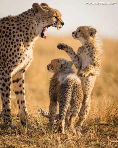 豹妈妈和小豹