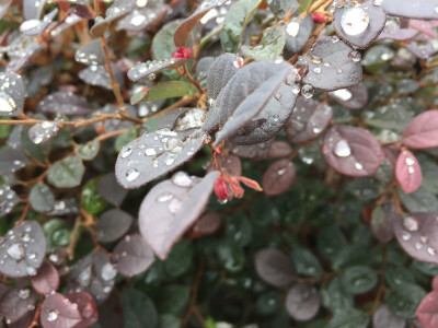 雨露