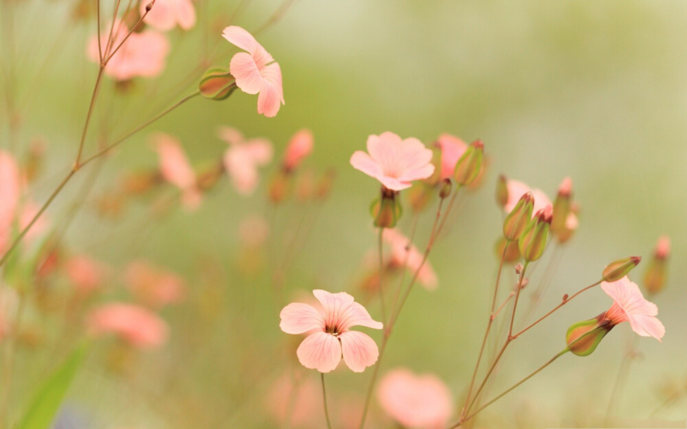 酢浆草Oxalis corniculata L. 生于山坡草池、河谷沿岸、路边、田边、荒地或林下阴湿处等。全草入药，能解热利尿，消肿散淤；茎叶含草酸，可用以磨镜或擦铜器，使其具光泽。牛羊食其过多可中毒致死。白色酢浆草是爱尔兰的国花，而且童军也以它做徽章。一般的酢浆草只有三片小叶，偶尔会出现突变的四片小叶个体，称为“幸运草”。传说如果有四片小叶的幸运草就能许愿使愿望成真，幸运草之所以特别，其实只是一种突变现象，所以幸运草纯粹只是突变而来的。爱尔兰为了争取独立曾经和英国长期浴血抗战。因此，它的花语是——爱国.