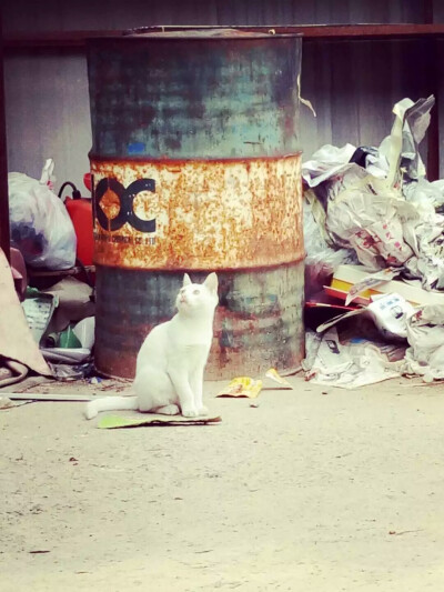 我从来没遇见过这种不怕人的猫。还喜欢蹭你裤子