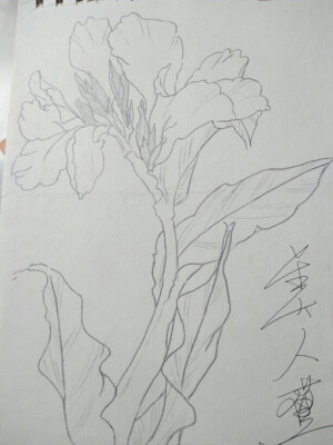 美人蕉  Δ小九作