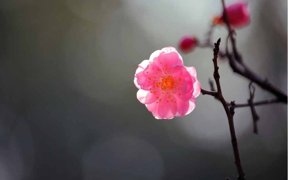 梅花（méi huā），梅树的花，是蔷薇科李属梅亚属的植物，寒冬先叶开放，花瓣五片，有白﹑红、粉红等多种颜色。叶片广卵形至卵形，是有名的观赏植物，为南京、武汉、无锡、梅州等地市花。
