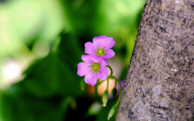 酢浆草Oxalis corniculata L. 生于山坡草池、河谷沿岸、路边、田边、荒地或林下阴湿处等。全草入药，能解热利尿，消肿散淤；茎叶含草酸，可用以磨镜或擦铜器，使其具光泽。牛羊食其过多可中毒致死。白色酢浆草是爱尔…