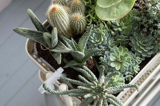 RÅSKOG 拉斯克 手推车也可充当室内花园，上面摆满仙人掌和多肉植物。