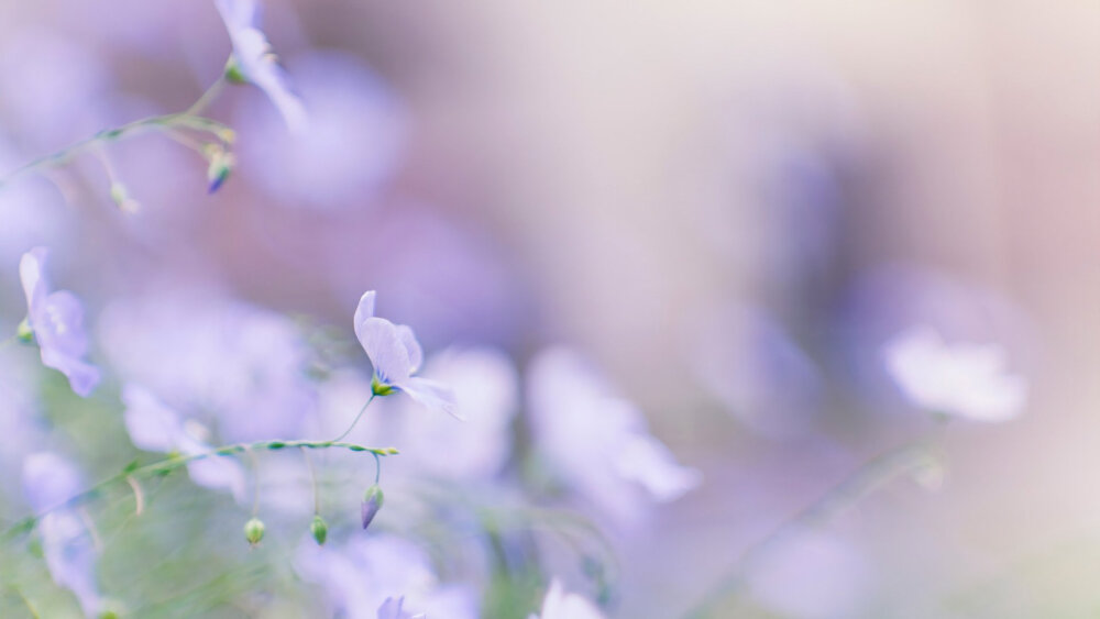 亚麻花(Linum perenne L. )别名宿根亚麻，又名蓝亚麻，亚麻科亚麻属多年生草本花卉，可作一年生栽培。株高40~50cm。须根系长，茎比较光滑，叶互生，条形或披针形长1.5~2.0 厘米，具1 脉 ，无叶柄， 聚伞花序顶生， 花梗纤细 ，花瓣 5枚;花冠与瓣蓝色或浅蓝色，清晨开放，下午凋谢，果实为硕果 蓝亚麻每年 4月初开始生长，11 月初枝叶枯萎，花期 5~7月，陆续开放，果熟期 8~9月。花语：感谢