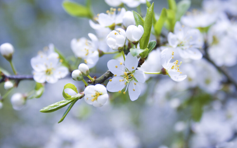 苹果花属茄科、蔷薇科，呈白色喇叭状，是献给公元三世纪时黑海沿岸的宣教师-圣库雷哥力。原产地不明，如今己分布于全世界，特别喜欢生长在温暖的地方。中国大部分地区均有种植，主要产于辽宁、河北、北京、山东、山西、河南、陕西、甘肃、内蒙古、宁夏等地。唐代孙思邈曾说苹果花有"益心气";元代忽思慧认为能"生津止渴";清代名医王士雄称有"润肺悦心，生津开胃，醒酒"等功效。