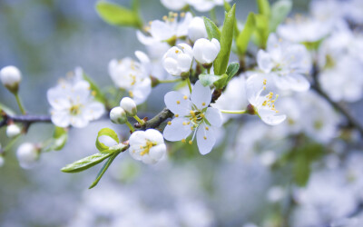 苹果花属茄科、蔷薇科，呈白色喇叭状，是献给公元三世纪时黑海沿岸的宣教师-圣库雷哥力。原产地不明，如今己分布于全世界，特别喜欢生长在温暖的地方。中国大部分地区均有种植，主要产于辽宁、河北、北京、山东、山…