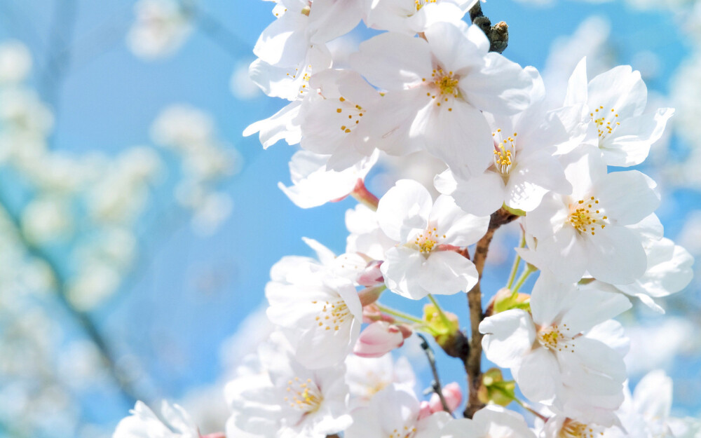 苹果花属茄科、蔷薇科，呈白色喇叭状，是献给公元三世纪时黑海沿岸的宣教师-圣库雷哥力。原产地不明，如今己分布于全世界，特别喜欢生长在温暖的地方。中国大部分地区均有种植，主要产于辽宁、河北、北京、山东、山西、河南、陕西、甘肃、内蒙古、宁夏等地。唐代孙思邈曾说苹果花有"益心气";元代忽思慧认为能"生津止渴";清代名医王士雄称有"润肺悦心，生津开胃，醒酒"等功效。