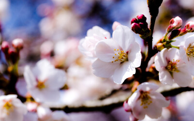 苹果花属茄科、蔷薇科，呈白色喇叭状，是献给公元三世纪时黑海沿岸的宣教师-圣库雷哥力。原产地不明，如今己分布于全世界，特别喜欢生长在温暖的地方。中国大部分地区均有种植，主要产于辽宁、河北、北京、山东、山…