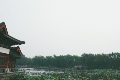 摄于大明湖。秋阴不散霜飞晚，留得枯荷听雨声。