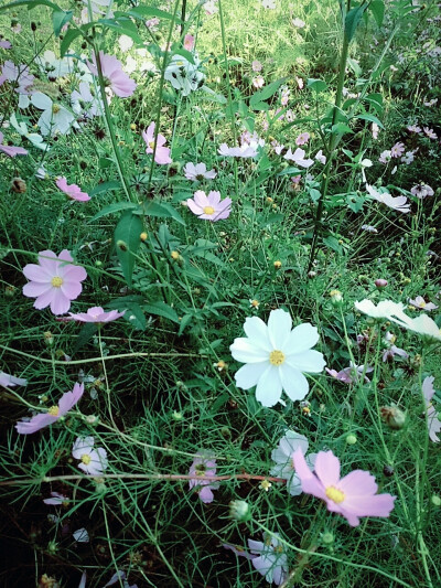 格桑花