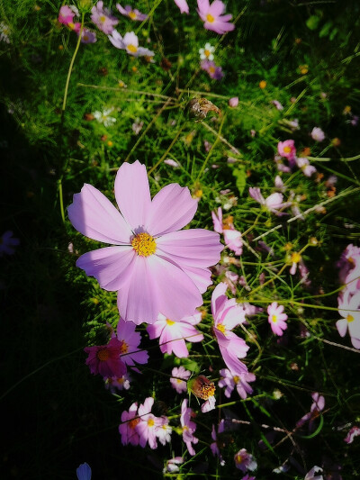 格桑花