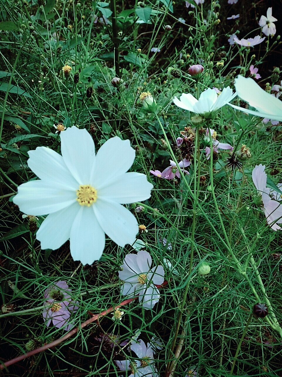 格桑花