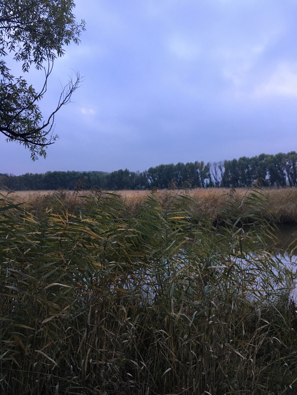 五大连池 芦苇湖