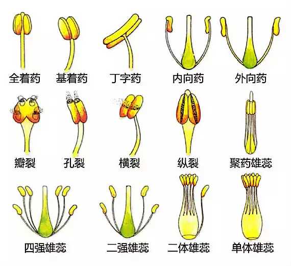 花药