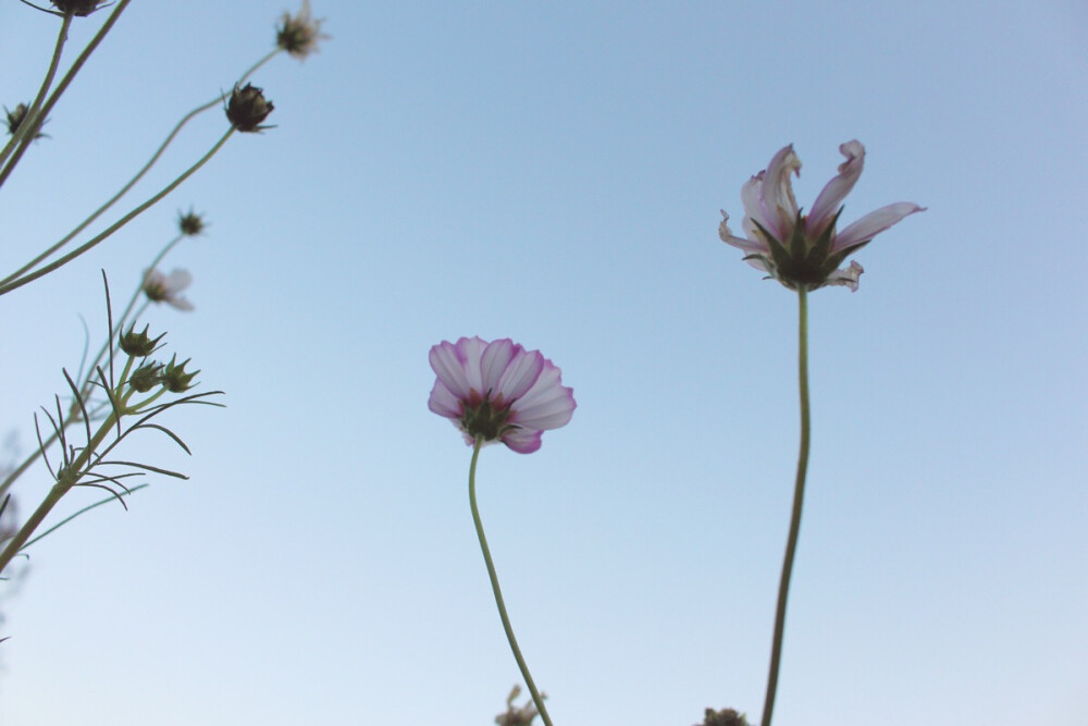 格桑花