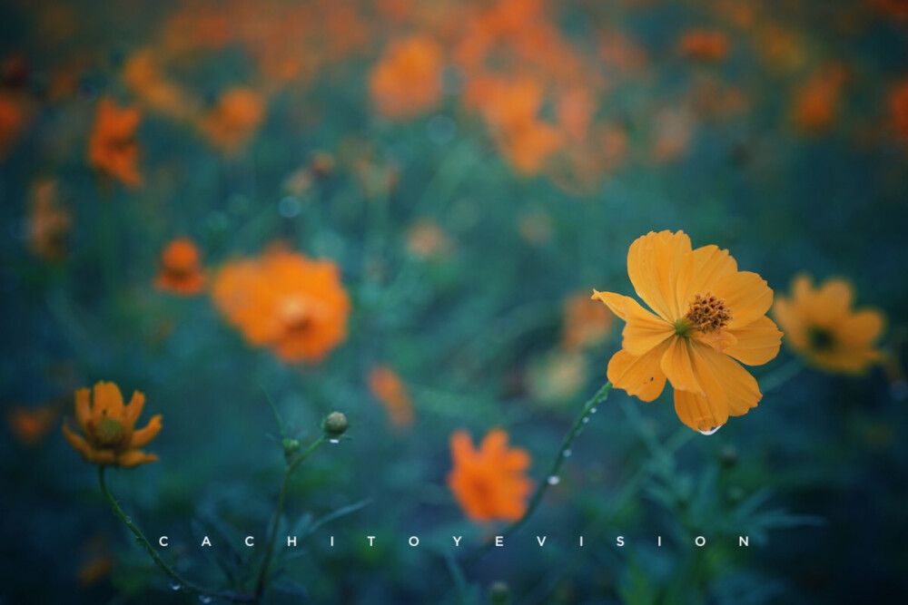 雨后波斯菊