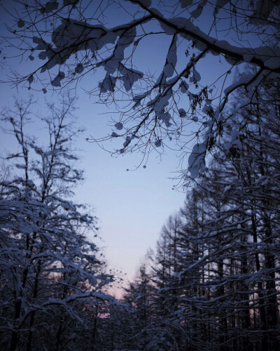 到达富良野的那天是新年前夜，除了几辆滑雪者乘坐的大巴偶尔驶过，街上空空荡荡。夏天的时候这里是薰衣草的花海，大雪中，没了颜色，没了人声，剩下的只有意境。