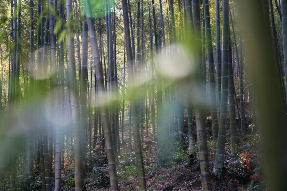 在梅雨季节到来前多做些光合作用，不管怎样，春天总算是来了呢。