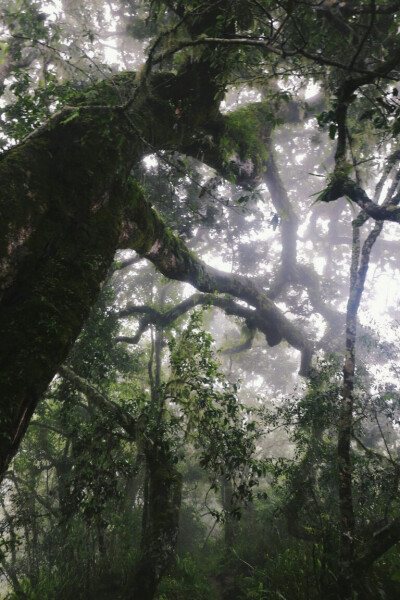 Trekking in Mountain Rinjani. Guess what I found in this deep deep forest?