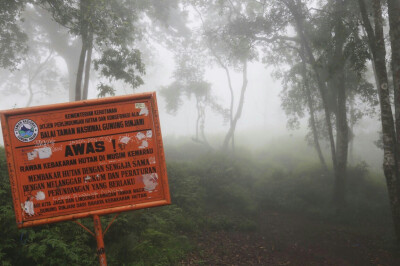 Trekking in Mountain Rinjani. Guess what I found in this deep deep forest?