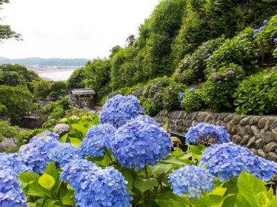 紫阳花