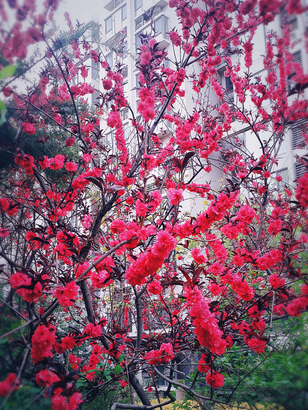 又是一年拍花时