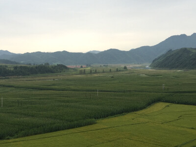 田野