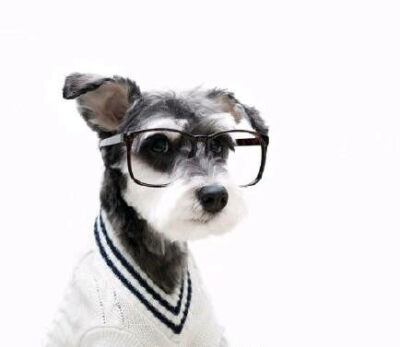 戴眼镜的狗 狗狗头像