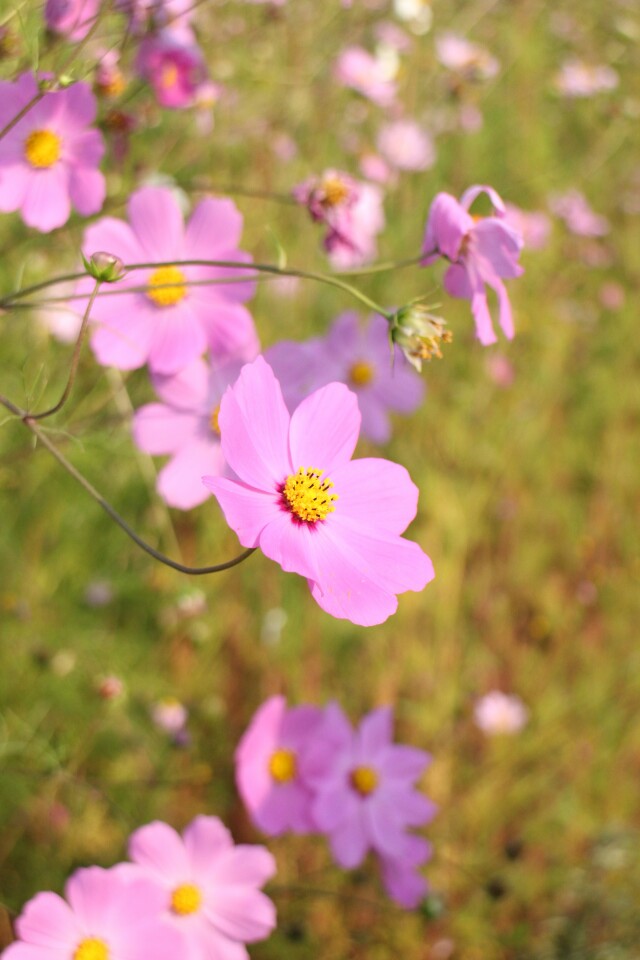 心中的日月
格桑花
八瓣花