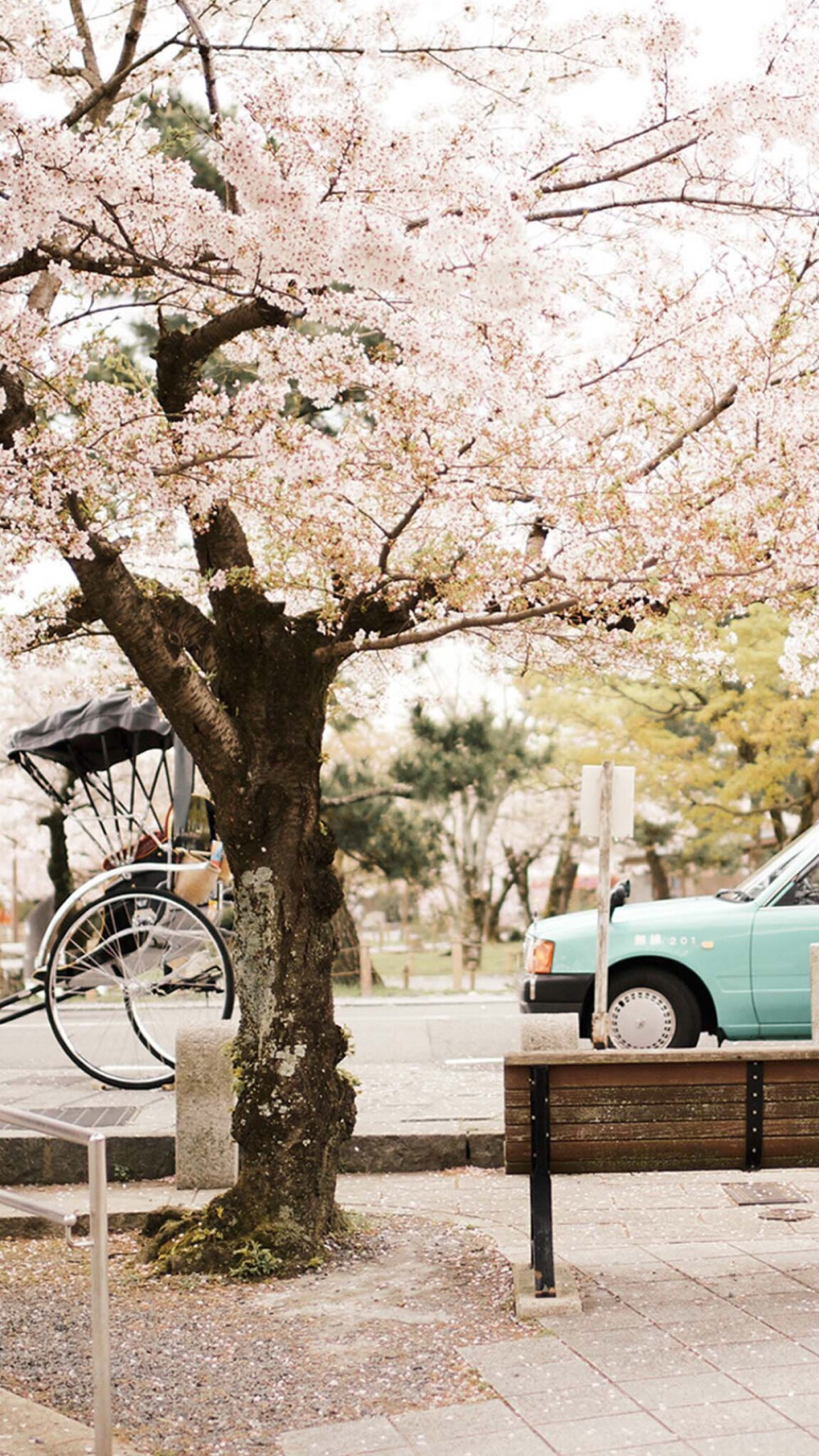 樱花季