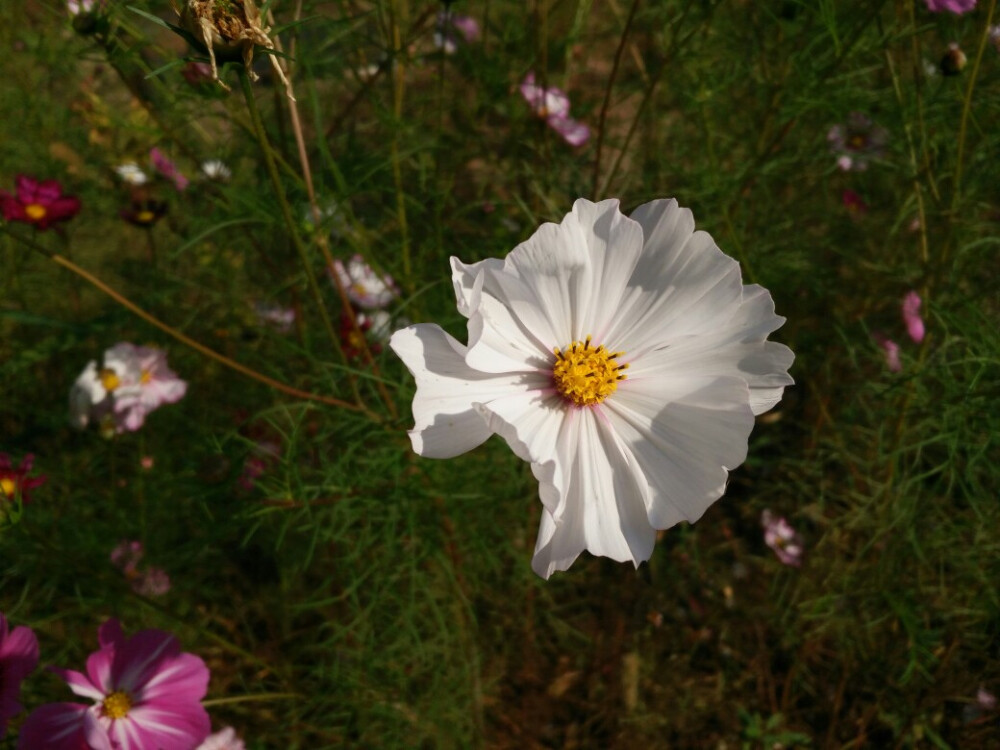 格桑花