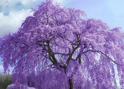 中文学名
蓝花楹
拉丁学名
Jacaranda mimosifolia D. Don
别称
含羞草叶蓝花楹 、蓝雾树、巴西紫葳、紫云木
界
植物界
门
被子植物门
