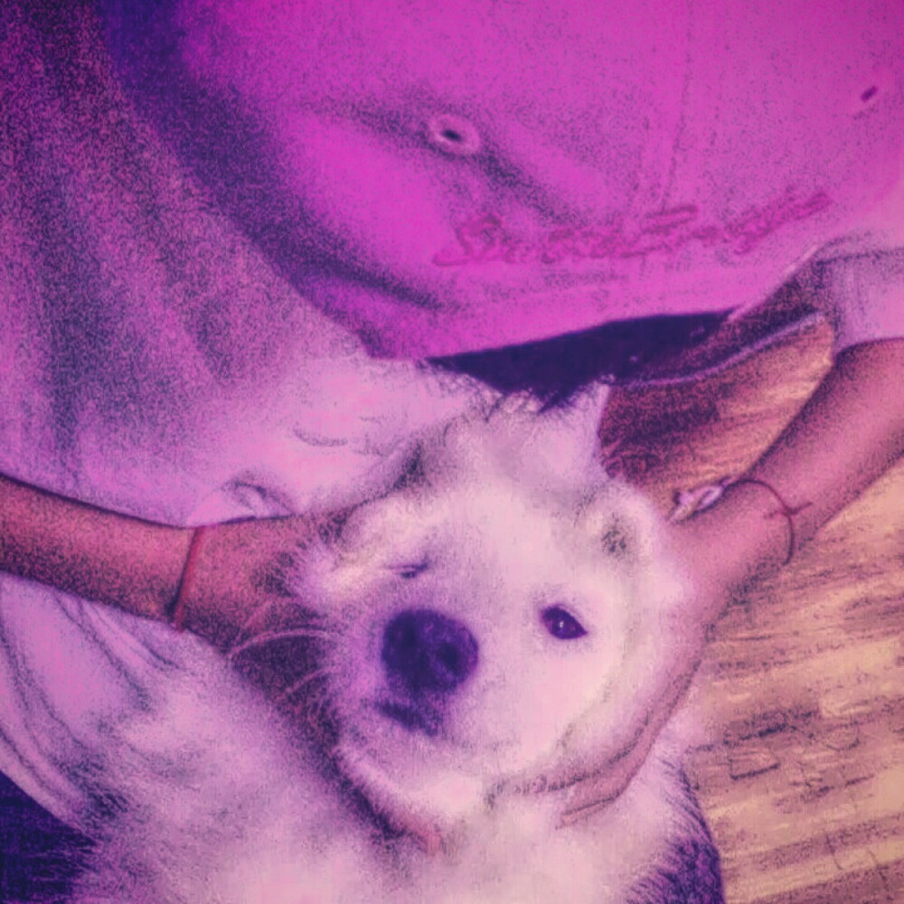 欺负笨狗我乐意