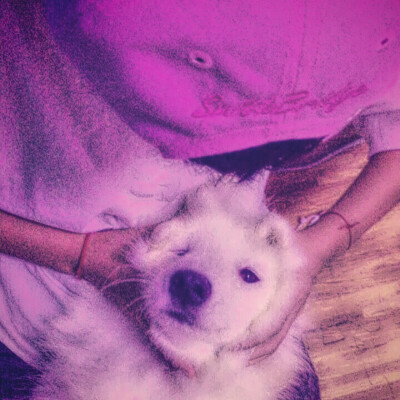 欺负笨狗我乐意