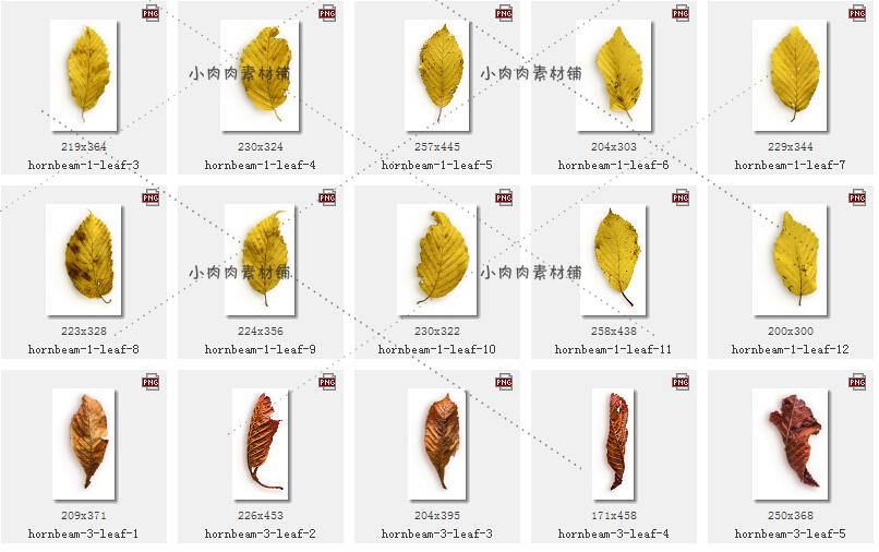 秋天田园落叶果实树皮树枝羽毛苹果背景png psd设计素材png71