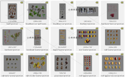 秋天田园落叶果实树皮树枝羽毛苹果背景png psd设计素材png71