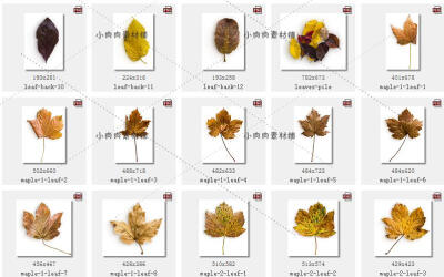 秋天田园落叶果实树皮树枝羽毛苹果背景png psd设计素材png71