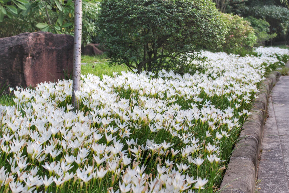 花、嶺南美術館