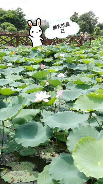 ［白云湖荷花池］
逝去的夏日