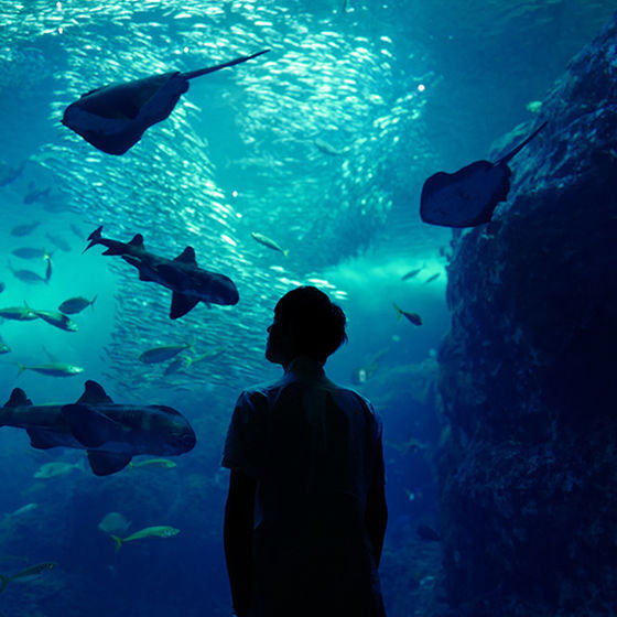 男头 水族馆系列 人暗 景亮 少年