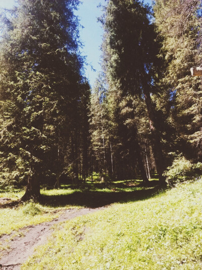 夏塔景区 （手机拍不出美啊啊啊）
早上九点十点 可以看到阳光透过树枝
真的很美 