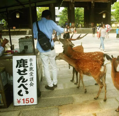 小鹿~