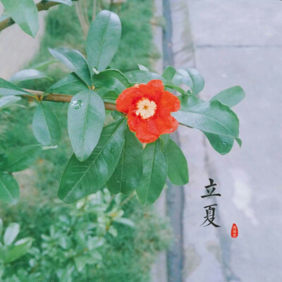 二十四节气立夏