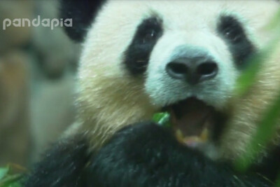 转自pandapia 奥莉奥之奥八顿 奥八顿 战五渣 16：9宽屏脸 奥猪猪