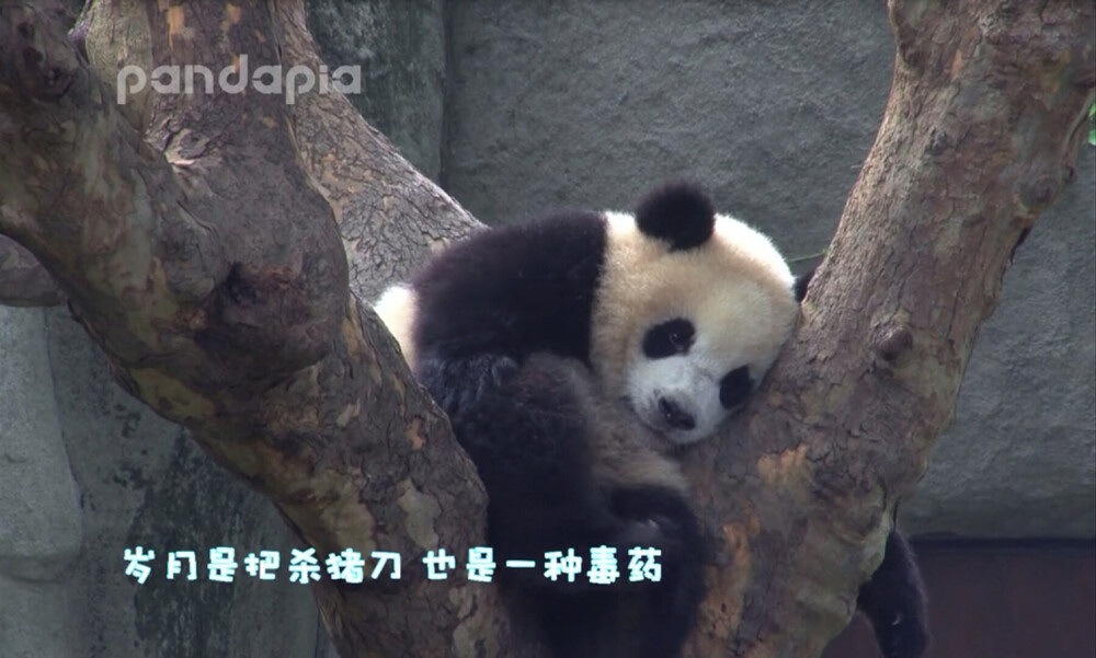 来自pandapia 奥莉奥 万人迷 奥八顿 战五渣 16：9宽屏脸 奥猪猪