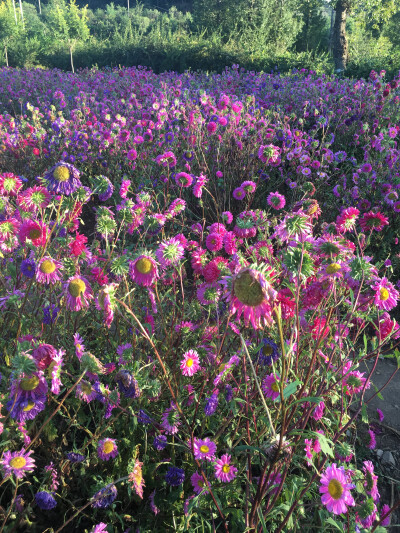 2016延庆四季花海