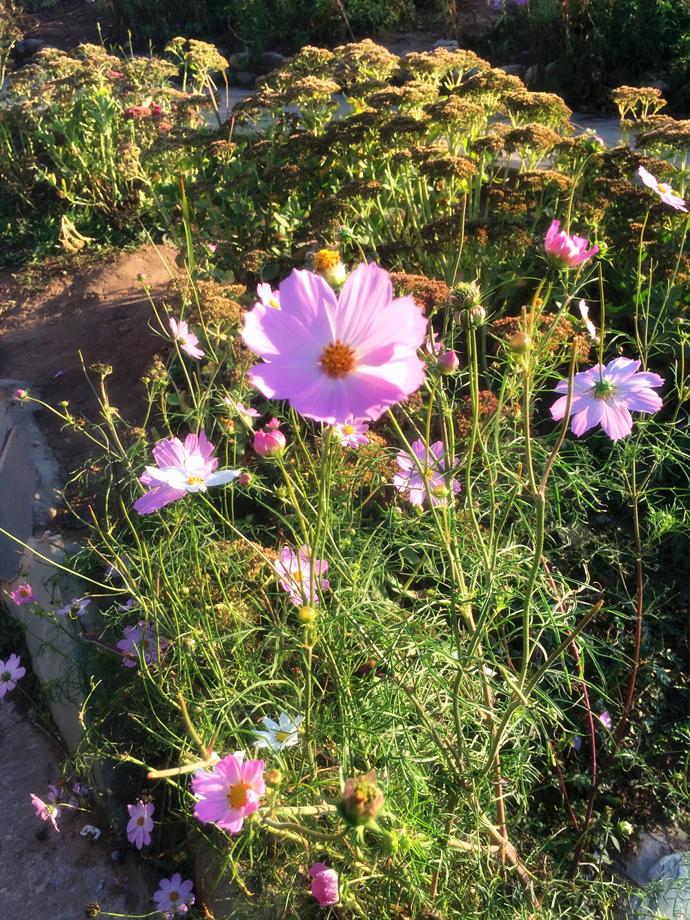 2016延庆四季花海